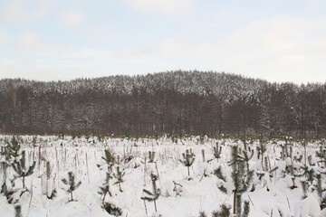 Winter Snowy Forest