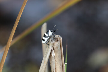 Bug on branch