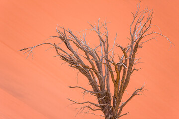 Namib desert,  Namib Naukluft National Park, Namibia, Africa