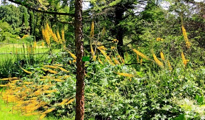 Arboretum Bolestraszyce