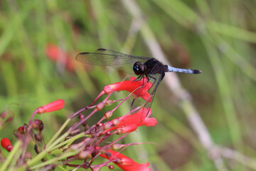dragonfly on a flower