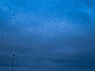 Birds