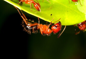 A Florida carpenter ant on the edge of a leaf. Camponotus floridanus.