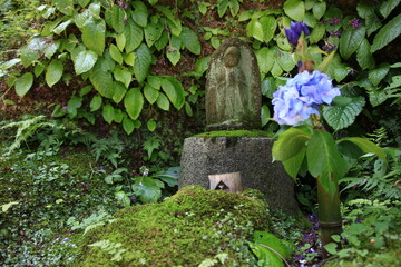 紫陽花の季節、鎌倉　　6月の東慶寺、　　　　北鎌倉にある東慶寺は臨済宗の寺院で女人救済の寺として有名。谷戸と呼ばれる鎌倉独特の地形に造られた境内には、四季折々の花が咲き美しい
