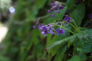鎌倉紫陽花の季節、イワタバコ（東慶寺）　　　　北鎌倉にある東慶寺は臨済宗の寺院で女人救済の寺として有名。谷戸と呼ばれる鎌倉独特の地形に造られた境内には、四季折々の花が咲き美しい