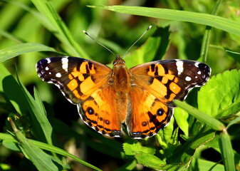 Obraz na płótnie Canvas An orange and black Plain tiger butterfly against a green grass background. Danaus chrysippus