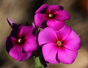Macro photo of purple Phlox flowers. phlox Carolina.