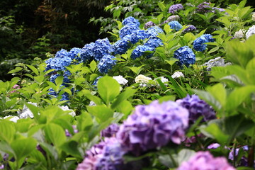 紫陽花の季節、鎌倉成就院
