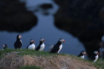 Puffin rock on southern coast of Iceland