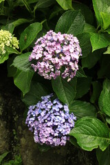 紫陽花の季節、鎌倉成就院
