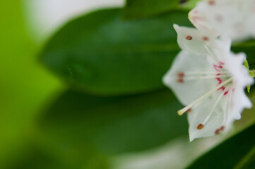 Mountain-laurel close up with leaves