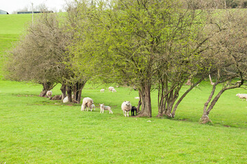 Fototapeta premium Sheep and lambs in a summertime field