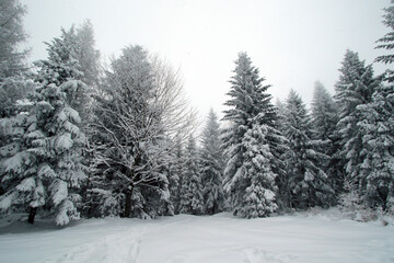 Winter forest in the snow near Gaiki peak, Little Beskids, Poland