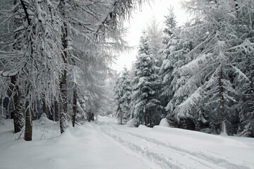 Winter forest in the snow near Gaiki peak, Little Beskids, Poland
