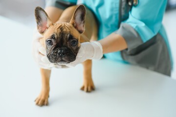 medicine, pet care and people concept - close up of french bulldog dog and veterinarian doctor hand...