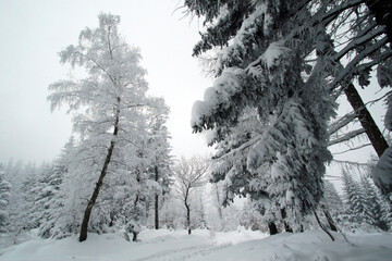 Winter forest in the snow near Gaiki peak, Little Beskids, Poland
