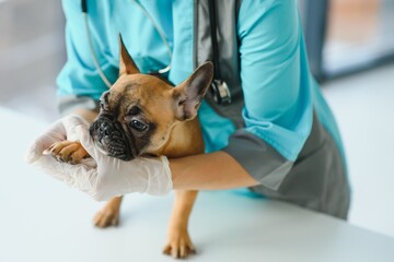 medicine, pet care and people concept - close up of french bulldog dog and veterinarian doctor hand at vet clinic - Image