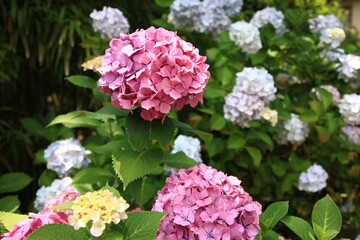 紫陽花の季節、鎌倉　　6月の東慶寺
