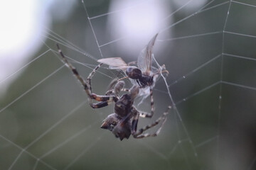spider on web