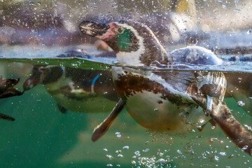 pinguin