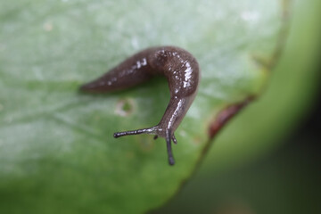 snail on a leaf