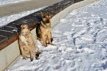 Two big stray dogs bask in the sunlight on a frosty day. Both dogs were neutered and chipped by volunteers.