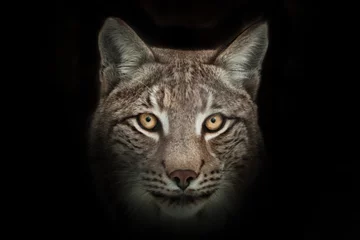 Fototapeten Porträt einer Wildkatze Luchs voller Gesicht Nahaufnahme © Mikhail Semenov