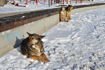 Three homeless dogs bask in the sunlight on a frosty day. All dogs were neutered and chipped by volunteers.