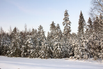 Winter landscape of Belarus. The snow-covered trees. Frosty day, calm wintry scene.