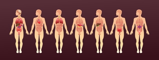 organs in the human body banner