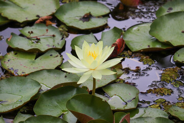 water lily in the pond