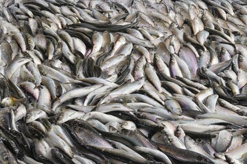 Fresh Pacific herring ( Clupea pallasii ) catch at the fish processing plant. Closeup. Sea of...
