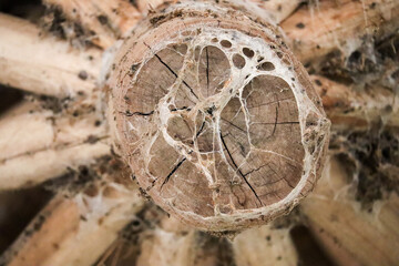 old wooden cross section