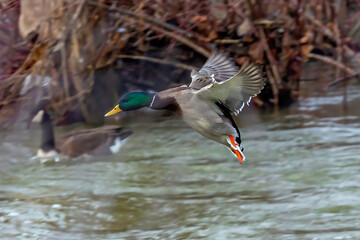 Obraz premium Mallard Landing
