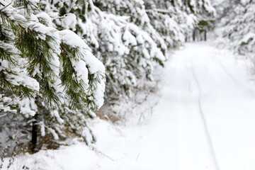 Snow-covered pine tree branch covered with snow cap snowdrift at winter frosty day selective focus over out of focus winter snowy road with copyspace.