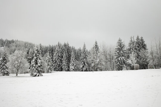 Baumgrenze/B&auml;ume im Winter