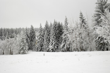 Bäume/Baumgrenze im Winter