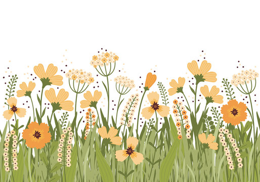 Hand drawn vector illustration blooming summer meadow. Flower banner on white background. Lot of different yellow flowers, buds, leaves, stems on the field. Variety of wild grasses. Scandinavian style