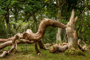 Oak trees that look like something from a fairy tale, twisted oak trunks with a nice green...