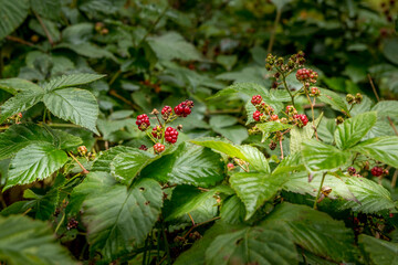 Red Wild raspberries surrounded by green leaves, taken in September in the woods on a sunny day