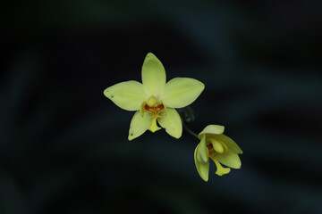 Naklejka premium close up of a yellow orchid flower