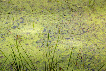 Water lilies and duckweed lie on the surface of the water. in natural green colors and dark blue...