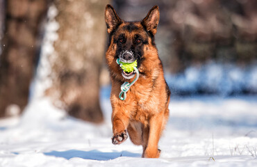 dog shepherd and ball toy in the snow in winter
