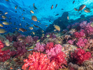 Fototapeta na wymiar Colorful soft coral and schooling Damselfish (Mergui archipelago, Myanmar)