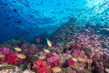 Colorful soft coral and schooling Damselfish (Mergui archipelago, Myanmar)