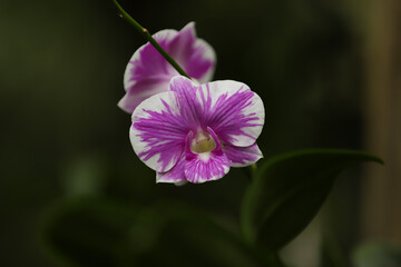 close up of a pink orchid flower