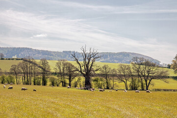 Fototapeta premium Sheep under the old oak tree