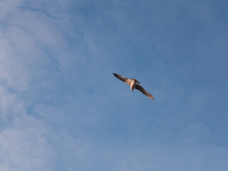Seagull Flying On A Blue Sky