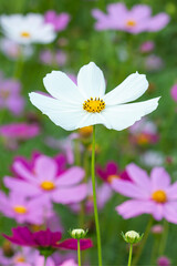 Many colorful cosmos flowers in the garden.