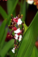 Obraz premium Kańczuga , Sietesz , Markowa , Kraczkowa , Łańcut - Storczykarnia , Łańcut park